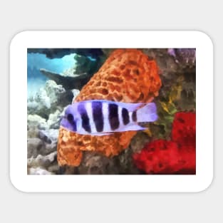 Fish - Striped Tropical Fish Frontosa Sticker